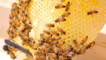 beekeeping