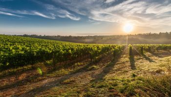 natural farming