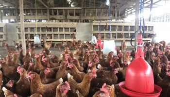 Poultry Chicken Breeds